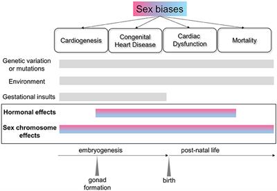 Frontiers Sexual Dimorphism of the Heart Genetics Epigenetics